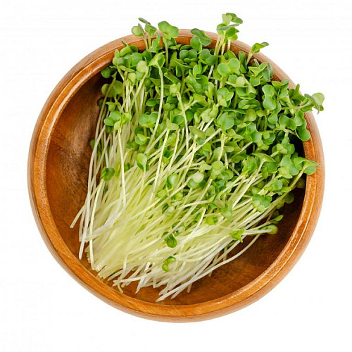 inGreen Microgreens set 2+2 BROKOLICE