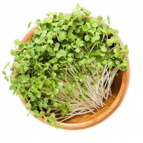 inGreen Microgreens set 2+2 HOŘČICE