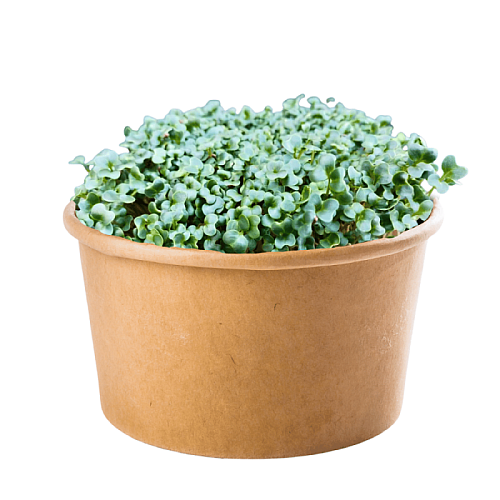 inWeek Microgreens set 2+2 ČERNÁ TOSKÁNSKÁ KAPUSTA