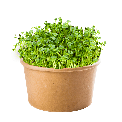 inWeek Microgreens set 2+2 TATSOI