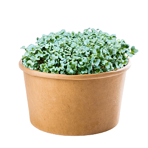 inWeek Microgreens set 2+2 ČERNÁ TOSKÁNSKÁ KAPUSTA