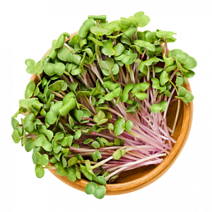 inWeek Microgreens set 2+2 ŘEDKEV CHINA ROSE