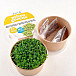 1 + 1 inGreen Microgreens RUKOLA + ČERVENÉ ZELÍ